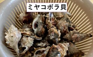 ミヤコボラ貝をスーパー（鮮魚コーナー）で購入！「酒蒸し」で調理し食べた♪