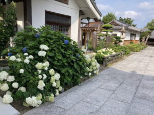 泉南の長慶寺のアジサイは有名な観光スポット