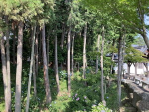 長慶寺の「あじさいの谷」