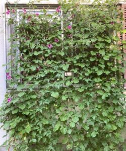 フウセンカズラのグリーンカーテン