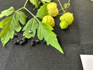 フウセンカズラの種がかわいい